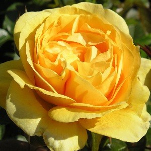 ABSOLUTELY FABULOUS (floribunda)